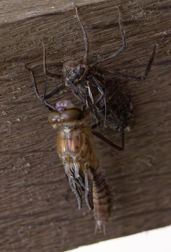 Cordulia aenea